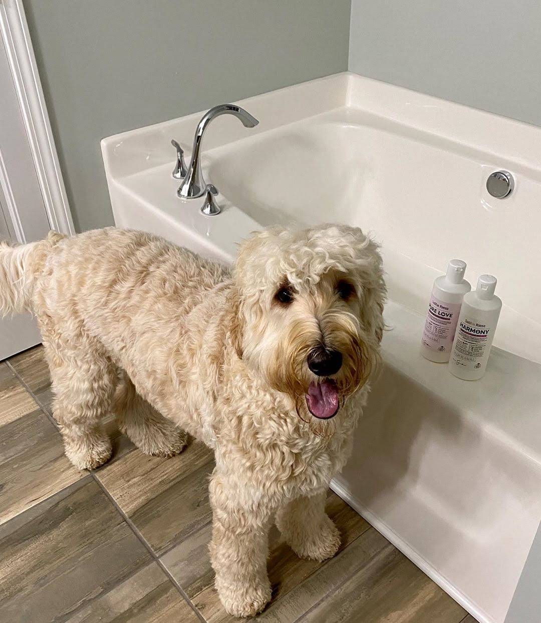 Pure Love Dog Shampoo  Gentle. Natural. For Every Coat & Color.