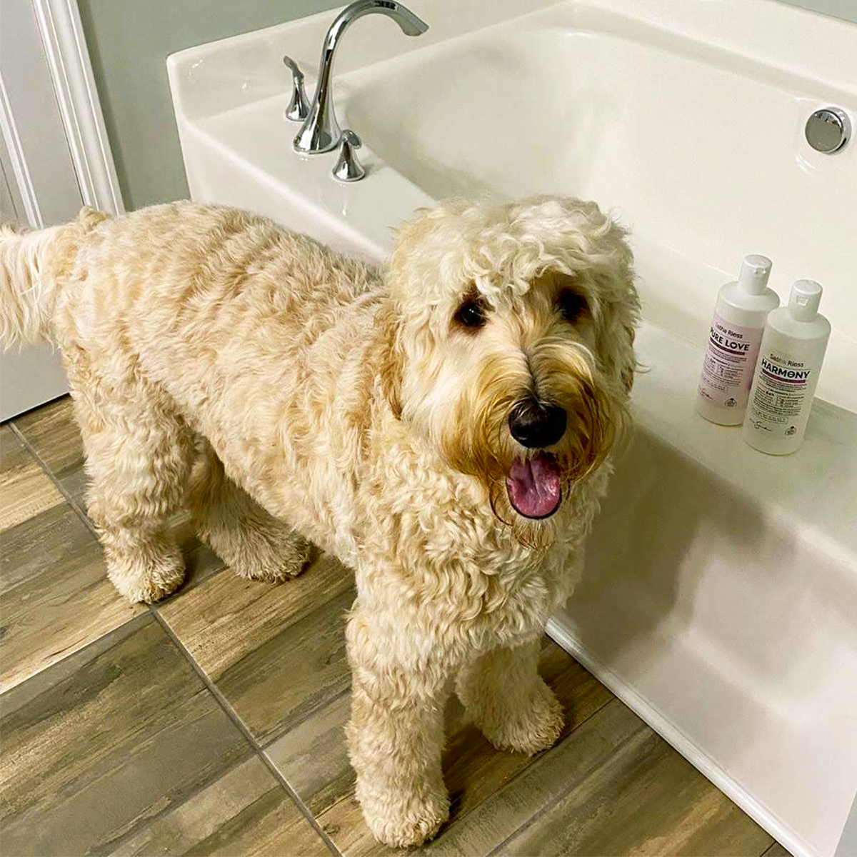 Sasha Riess Pure Love & Harmony Duo Pack  The Complete Dog Coat Care System