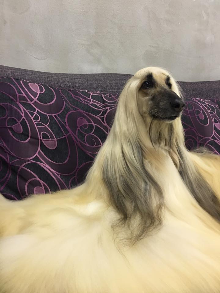 Pure Love Dog Shampoo  Gentle. Natural. For Every Coat & Color.