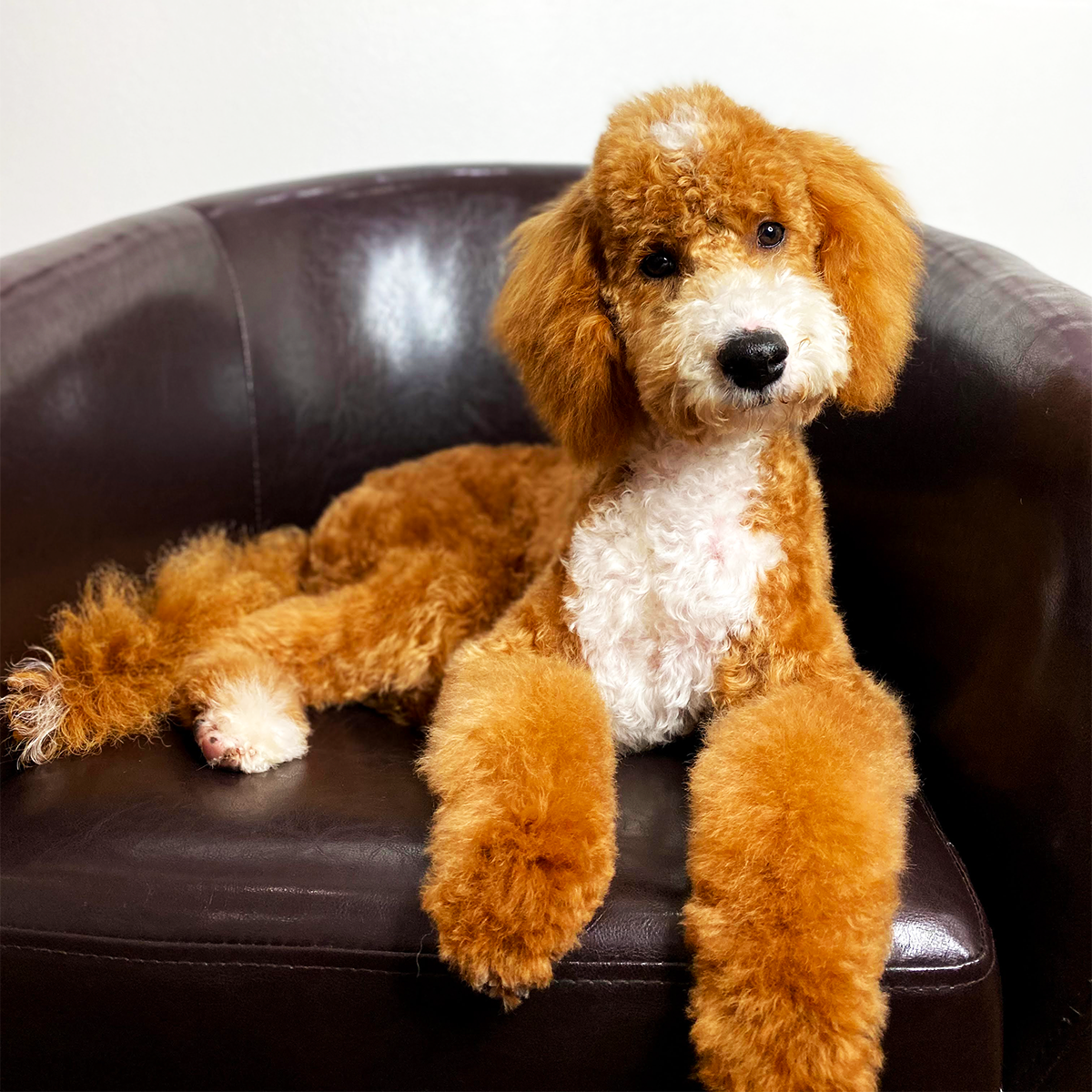 Sasha Riess Harmony Conditioner for Dogs, Puppies & Sensitive Skin, Gentle All-Natural Deep Hydrating Formula with Jojoba Oil & Lavender