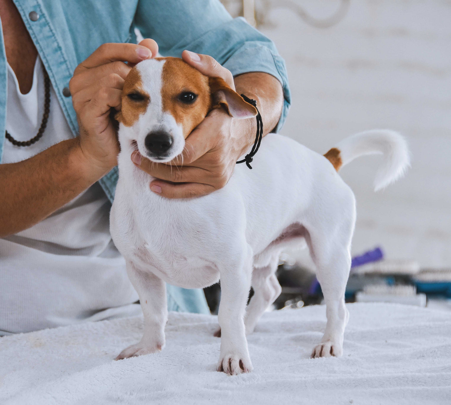 Sasha Riess Harmony Conditioner for Dogs, Puppies & Sensitive Skin, Gentle All-Natural Deep Hydrating Formula with Jojoba Oil & Lavender