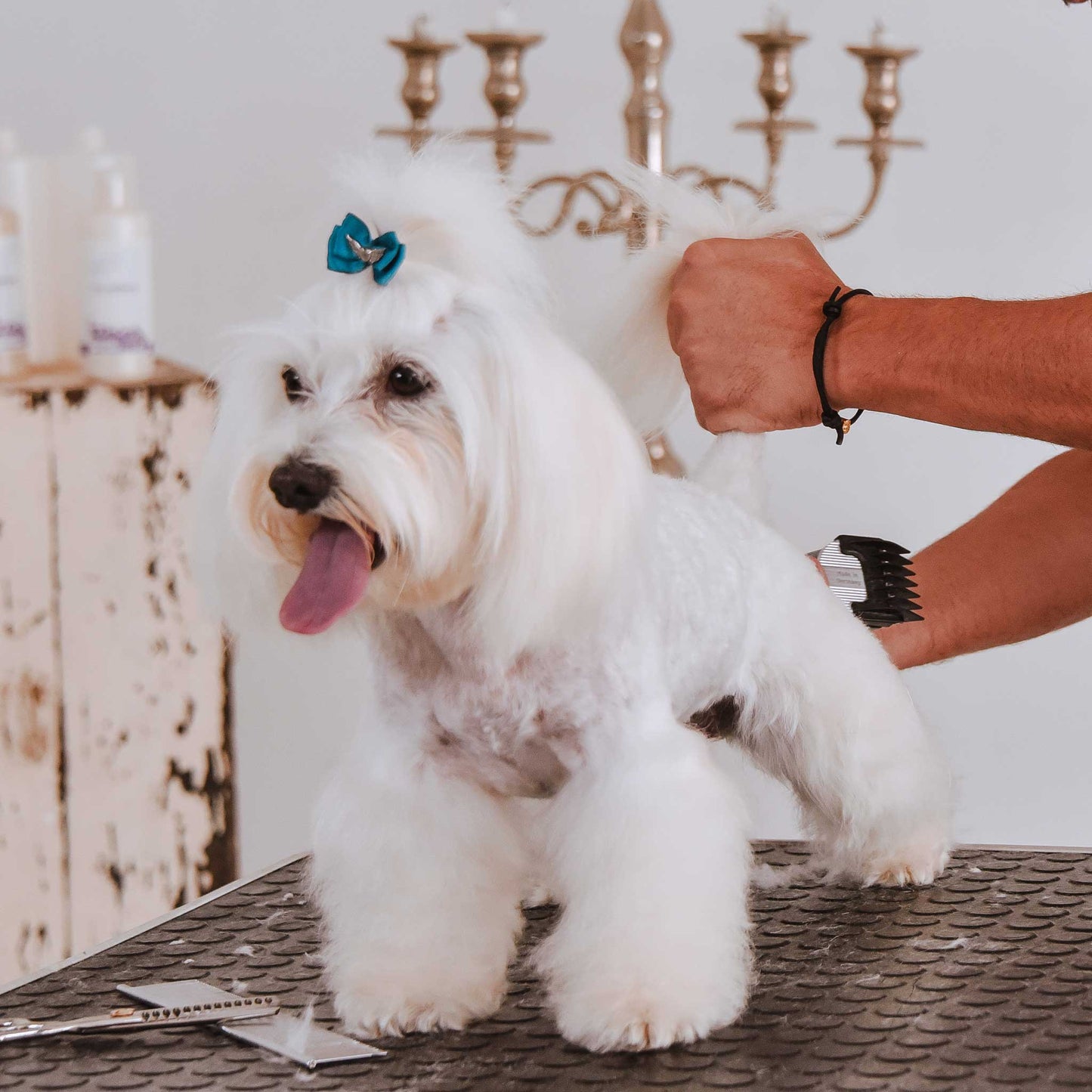 Pure Love Dog Shampoo  Gentle. Natural. For Every Coat & Color.