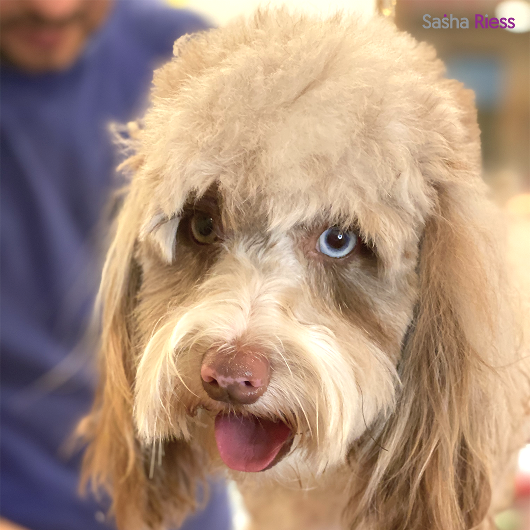 Pure Love Dog Shampoo  Gentle. Natural. For Every Coat & Color.