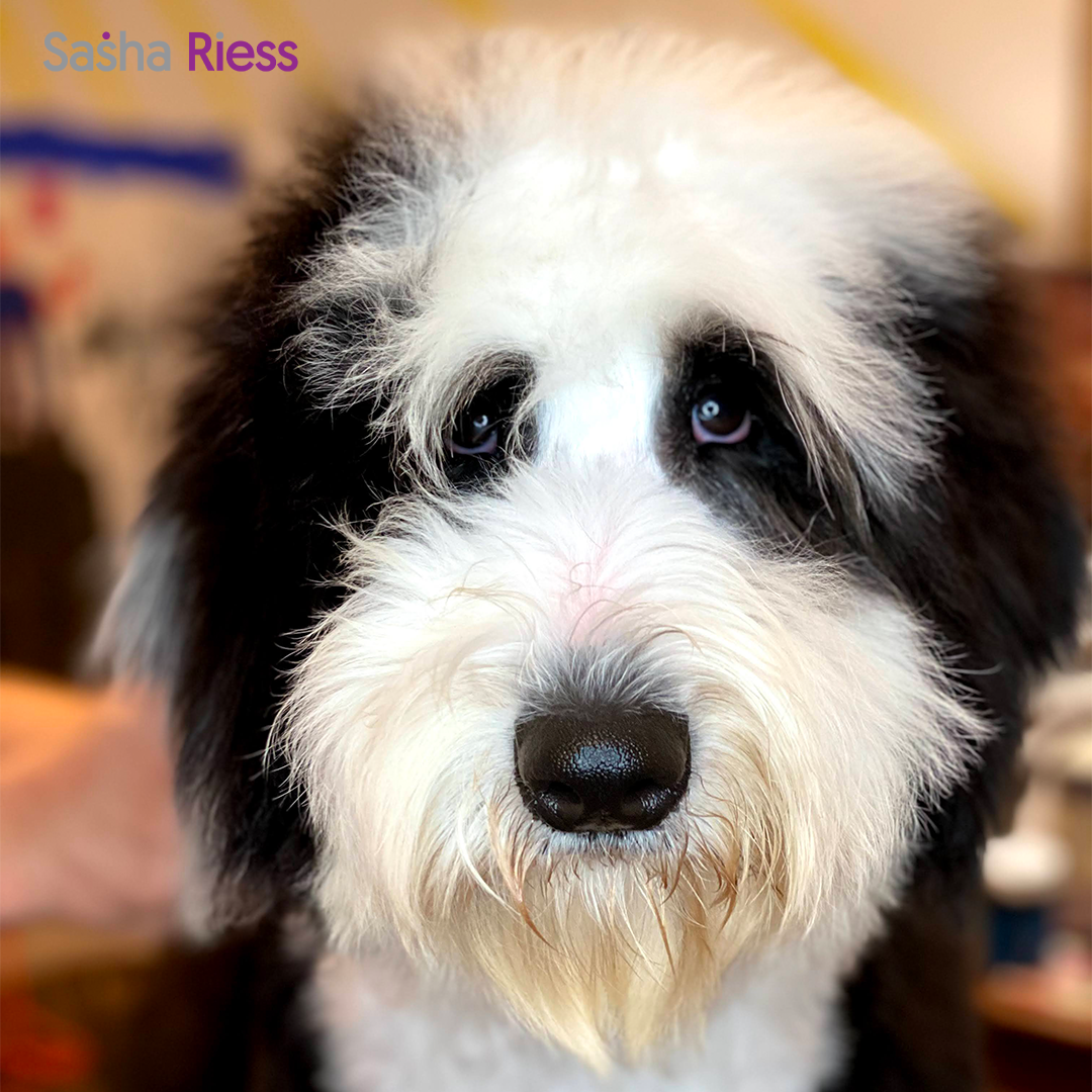 Pure Love Dog Shampoo  Gentle. Natural. For Every Coat & Color.