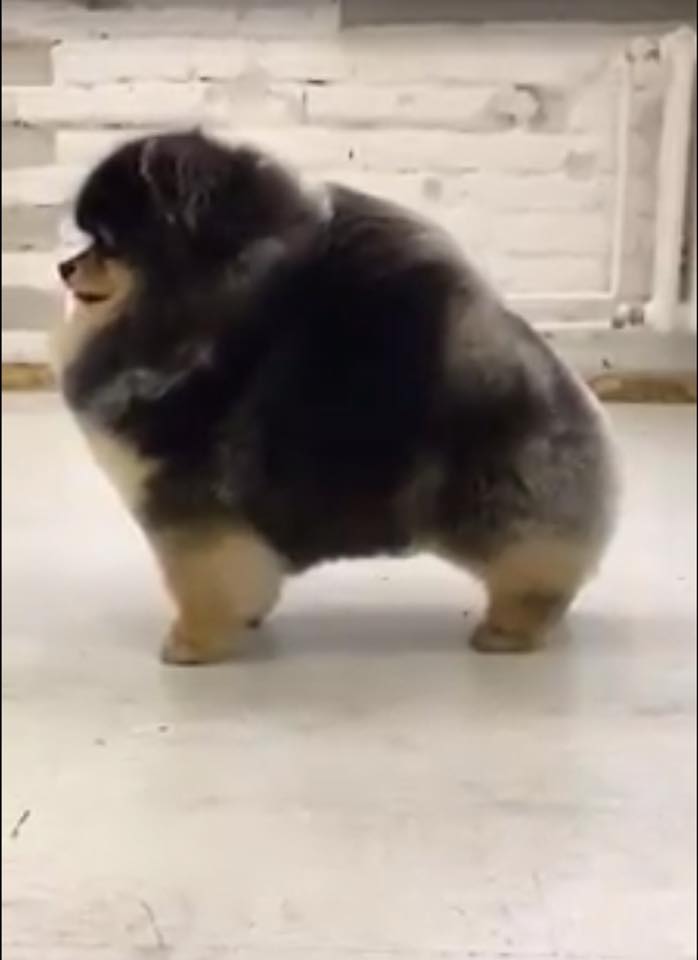 Sasha Riess Harmony Conditioner for Dogs, Puppies & Sensitive Skin, Gentle All-Natural Deep Hydrating Formula with Jojoba Oil & Lavender