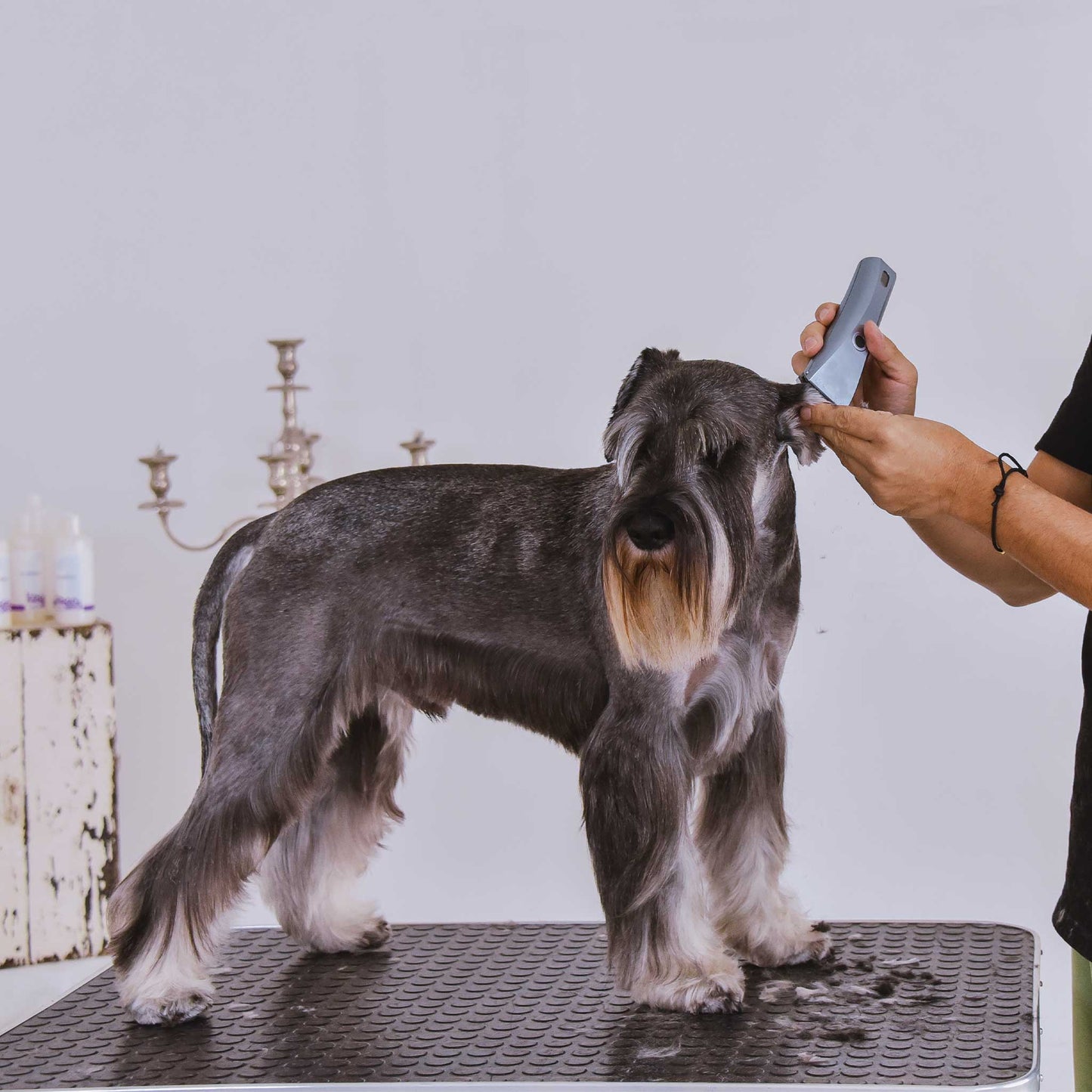 Sasha Riess Harmony Conditioner for Dogs, Puppies & Sensitive Skin, Gentle All-Natural Deep Hydrating Formula with Jojoba Oil & Lavender