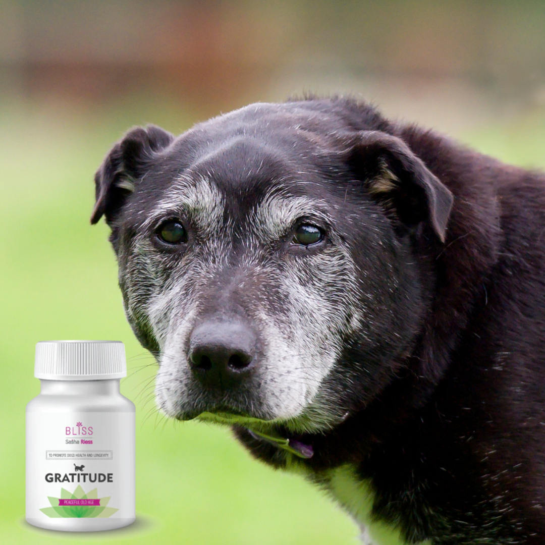 Sasha Riess Bliss GRATITUDE