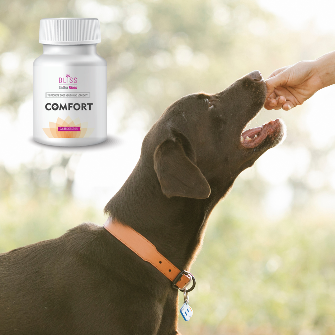 Comfort bundle prebiotics and probiotic supplement gut health aid your dog’s immune and digestive systems