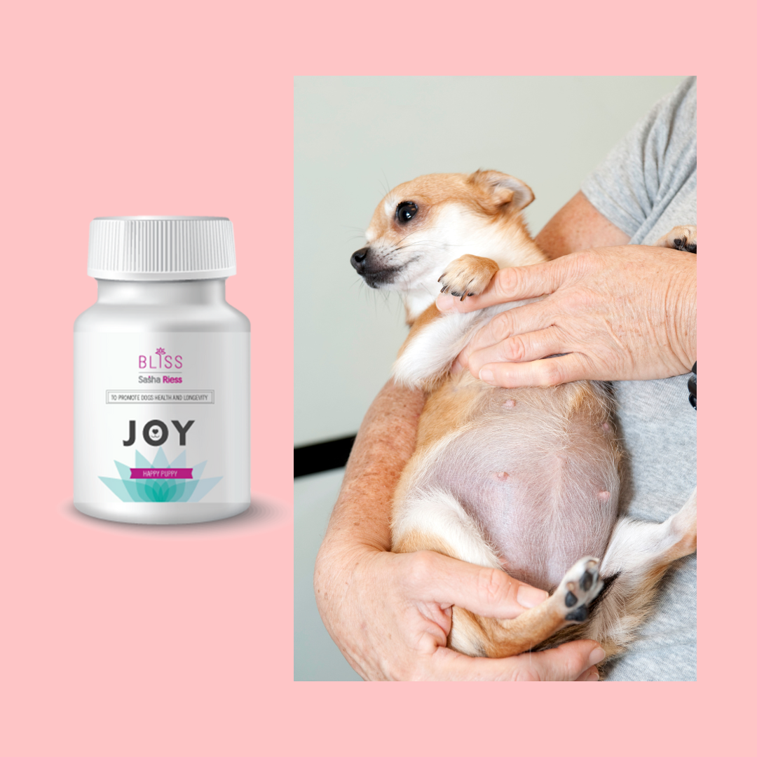 Joy bundle puppy, nursing and pregnant dog supplements bone health and health-boosting vitamins and minerals
