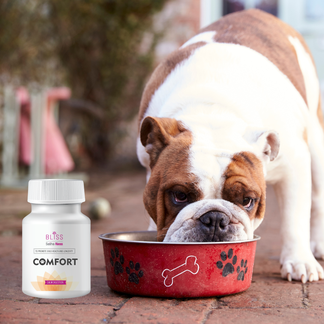 Comfort bundle prebiotics and probiotic supplement gut health aid your dog’s immune and digestive systems